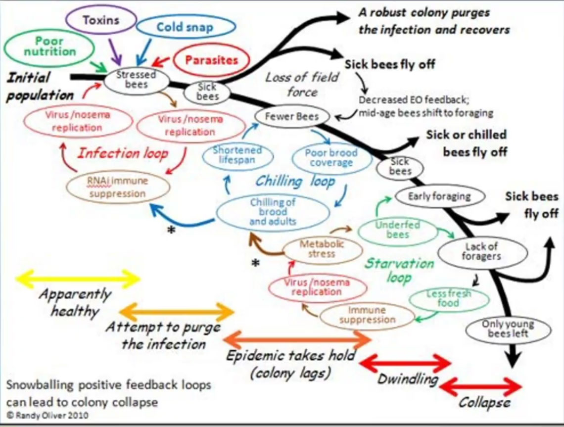 Image of Feedback Loops chart