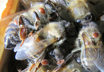 Image of: mites on dead bees