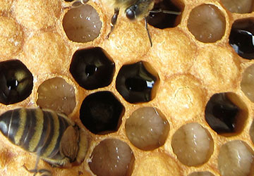 Image of: bee larvae being capped on day nine after hatching