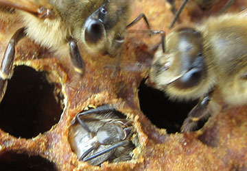 Image of: newly matured bee emerging from its birth cell
