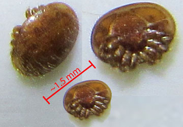 Image of: varroa destructor mites