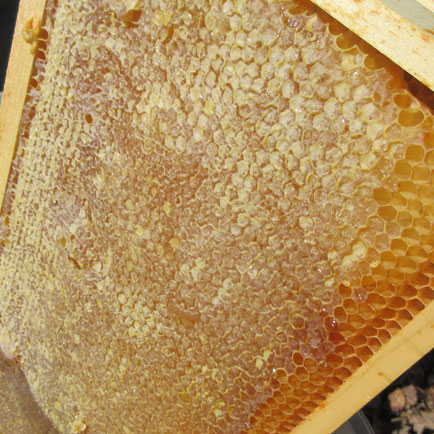 Image of drawn honey comb
