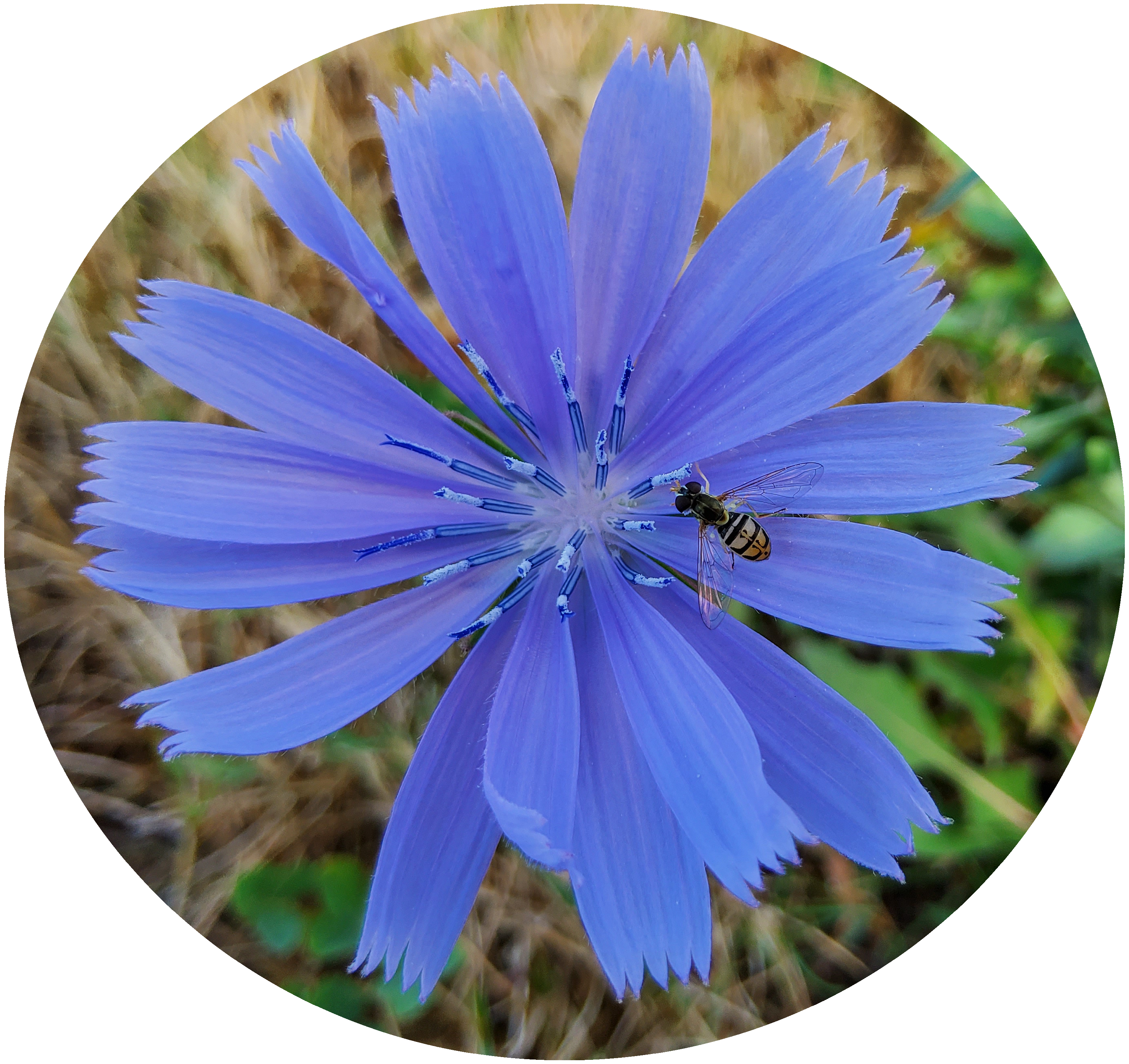 Analytics dashboard preview